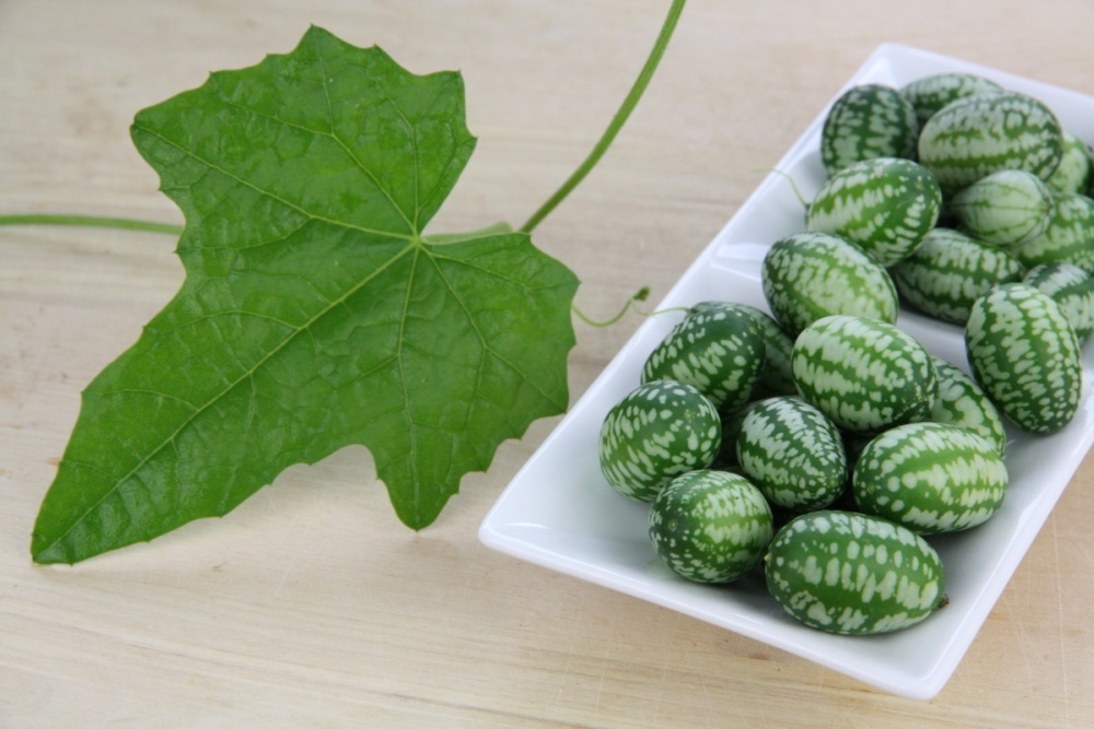 Mexická mini okurka BIO květináč 12cm-1