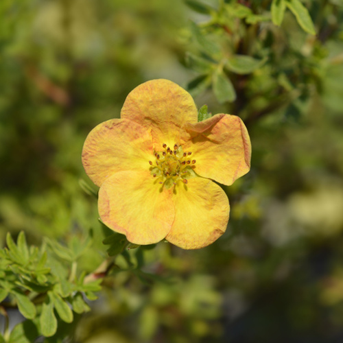 Rostliny - Mochna křovitá Bella Sol® 2,5 litru