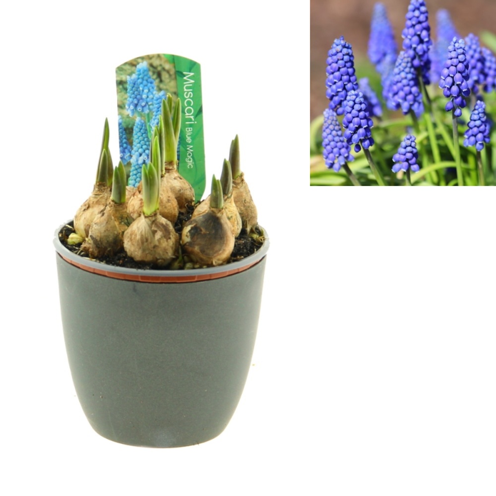 Rychlené cibuloviny - Modřenec mix květináč 12cm