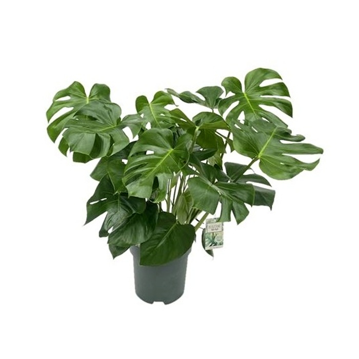Ekologicky pěstované pokojové rostliny - Monstera skvostná hydroponický květináč 30cm