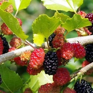Rostliny - Moruše 'Mojo Berry' květináč 2 litry, výška 30/60cm, keř