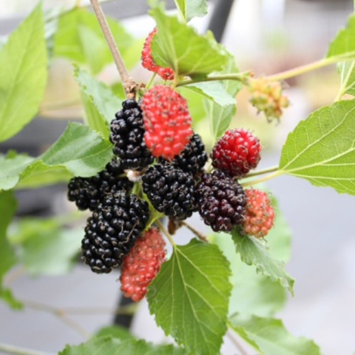 Rostliny - Moruše 'Mojo Berry' květináč 5 litrů, balkonová, keř