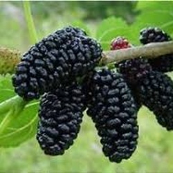 Rostliny - Moruše 'Monte Negro' květináč 15 litrů, výška 175/200cm, stromek