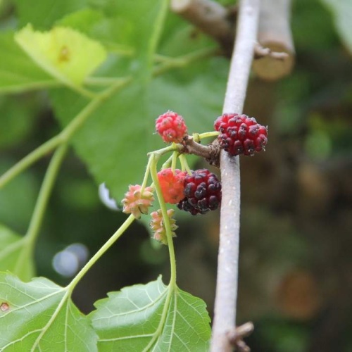 Rostliny - Morušovník bílý Pendula obvod kmene 18/20, kmínek 1/2, 80 litrů