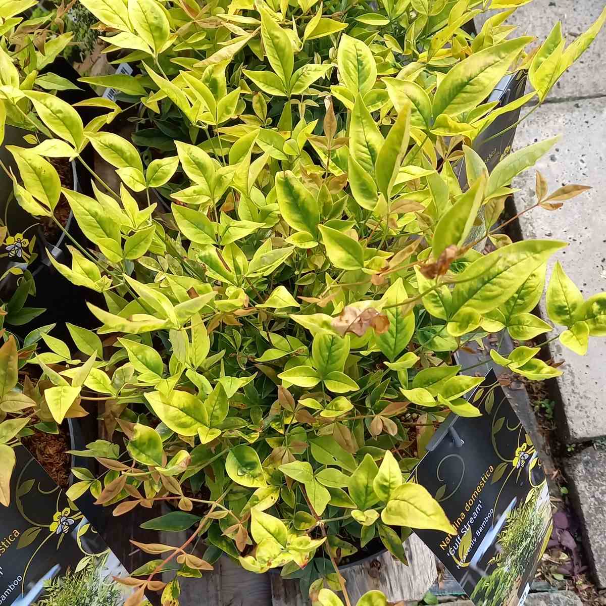 Stálezelené keře - Nandina domácí Gulf Stream květináč 5 litrů
