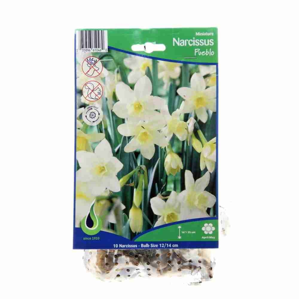 Rostliny - Narcis Pueblo 10ks
