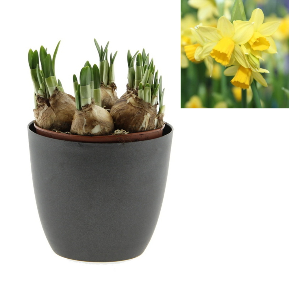 Rychlené cibuloviny - Narcis Tete a Tete 12cm