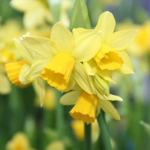 Narcis Tete a Tete 12cm-0