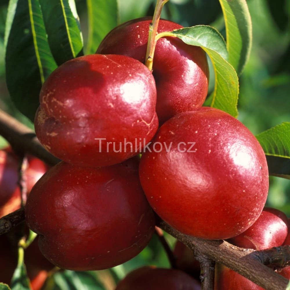 Rostliny - Nektarinka 'Flavortop' prostokořenné, zákrsek, SAMOSPRAŠNÁ