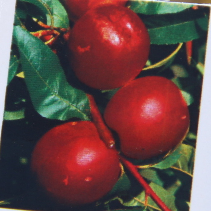 Rostliny - Nektarinka 'Stark Red Gold' květináč 7,5 litru, zákrsek, samosprašná. pozdní