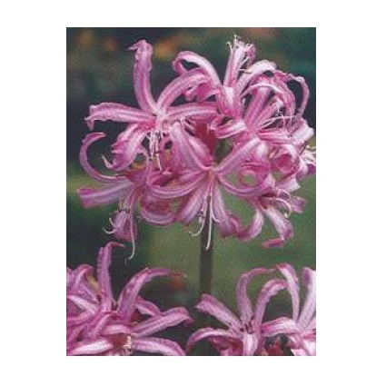 Ostatní jarní cibuloviny - Nerine 2ks