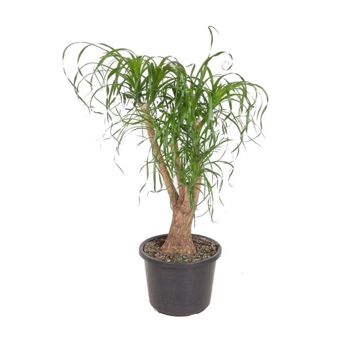 Pokojové rostliny okrasné listem - Nolina, sloní noha výška 140cm, větvená, květináč 33cm