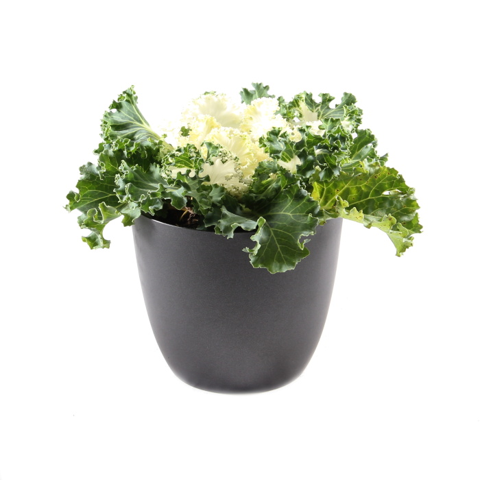 Podzimní rostliny - Okrasná kapusta květináči 12cm