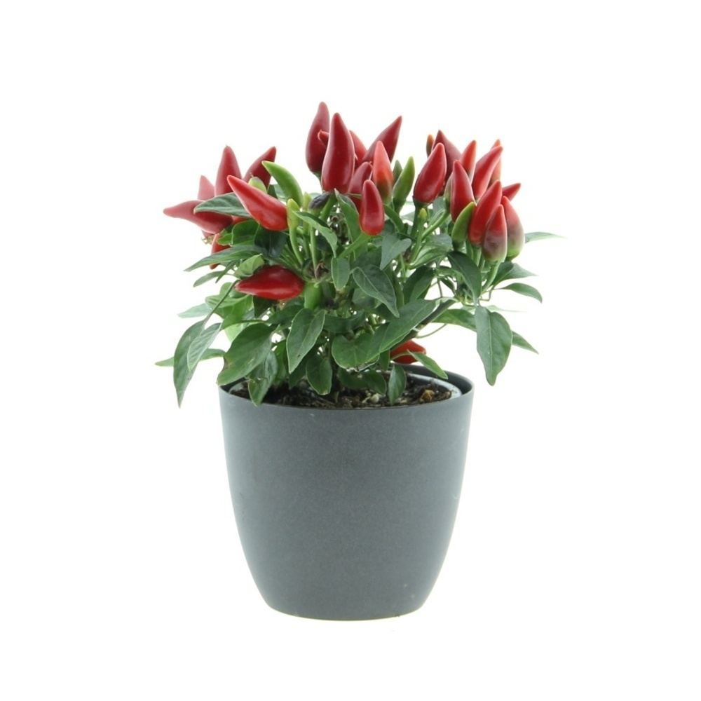 Podzimní rostliny - Okrasná paprika květináč 10cm mix