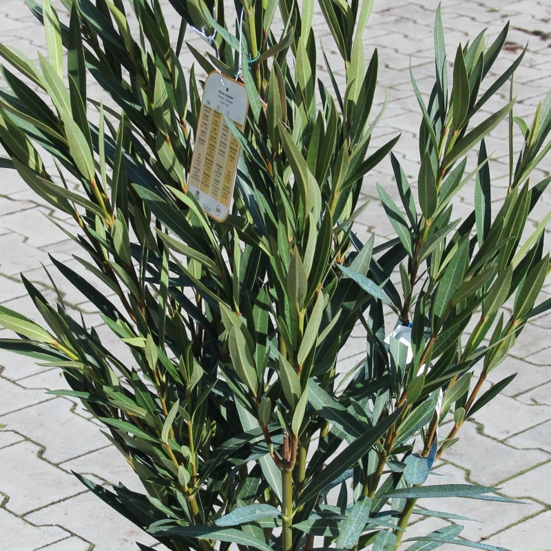 Nádobové květiny - Oleandr 10 litrů