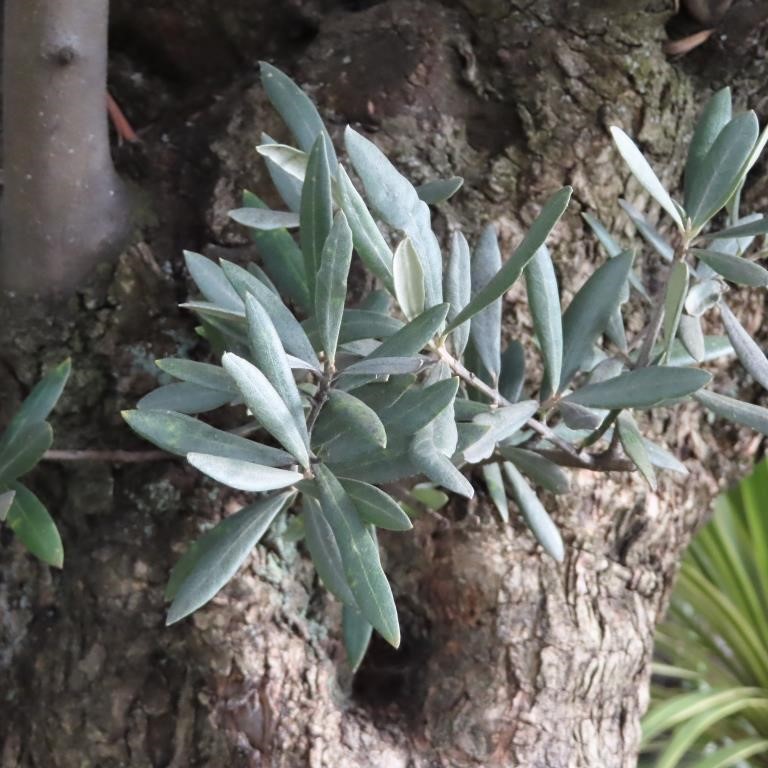 Rostliny - Olivovník evropský