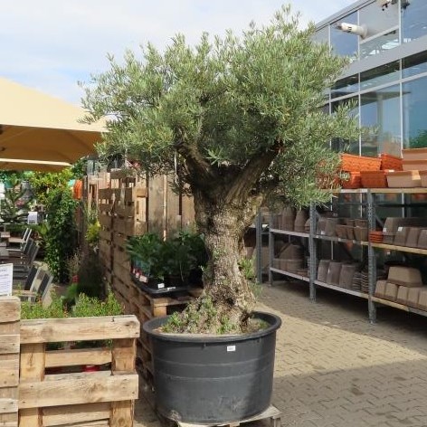 Olivovník evropský-1