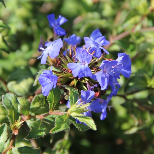 Rostliny - Olověnec Willmotův 'Forest Blue' 2 litry