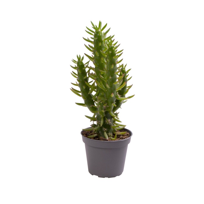 Kaktusy a sukulenty - Opuncie větevnatá květináč 6cm