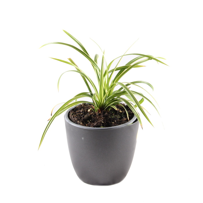 Podzimní rostliny - Ostřice japonská 'Ice Dance' 12cm