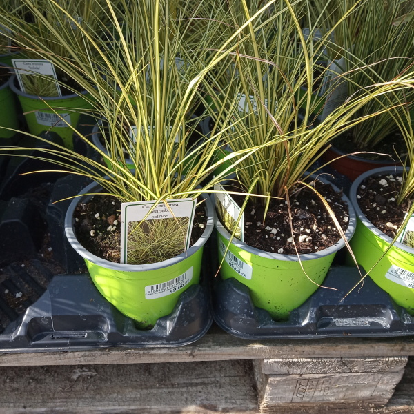 Podzimní rostliny - Ostřice 'Jenneke'