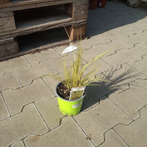 Ostřice 'Jenneke'-0