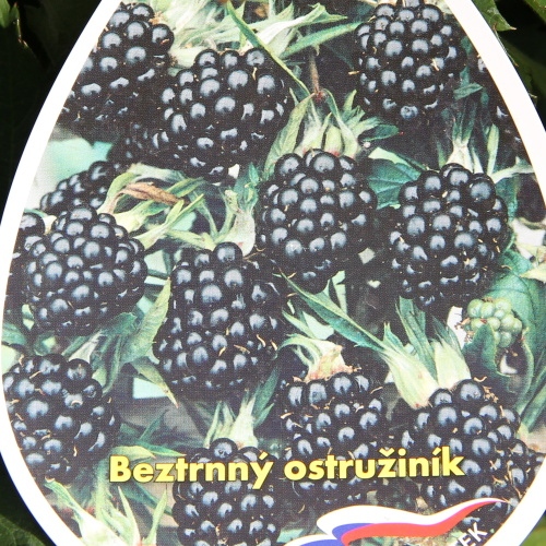 Rostliny - Ostružiník beztrnný 'Čačanská beztrnná' květináč 3 litry, vyvazovaný, výška 60/80cm