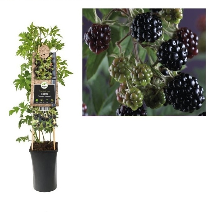 Rostliny - Ostružiník beztrnný Thornless Evergreen 2,25 litru