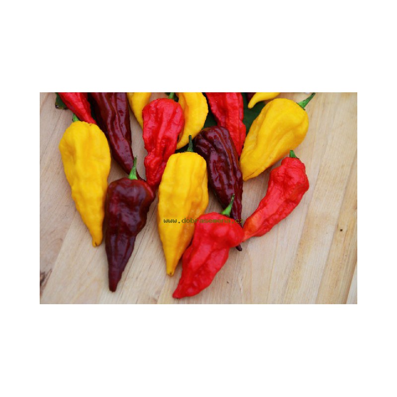 Osivo zeleniny - Paprika chilli BHUT JOLOKIA mix (DS)