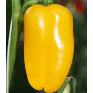 Rostliny - Paprika Lubega Mini Yellow neroubovaná 12cm