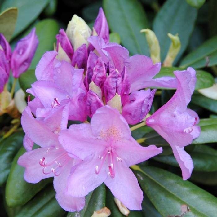 Rostliny - Pěnišník 'Catawbiense Grandiflorum' květináč 12 litrů, výška 50/60cm, keř