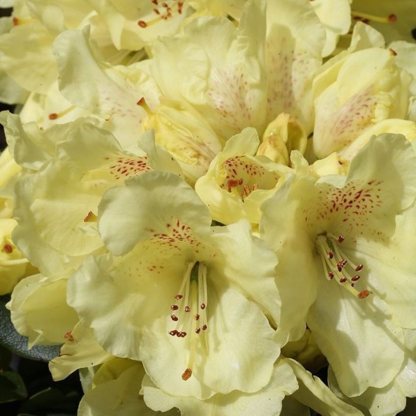 Rostliny - Pěnišník Easydendron 'Bohlken's Laura' 5 litrů