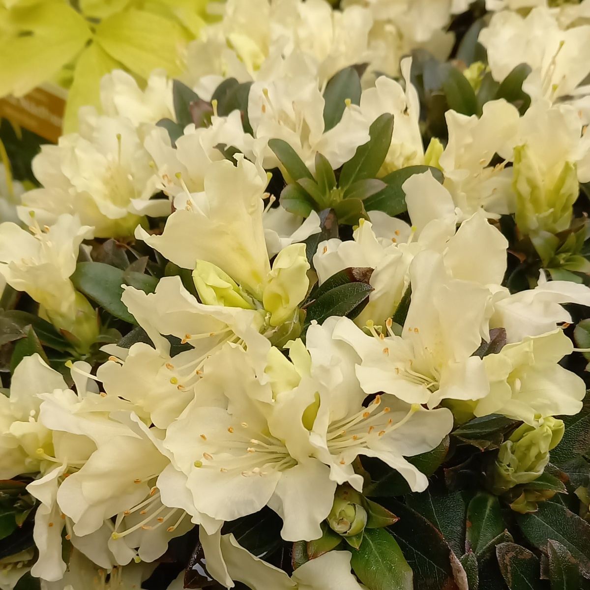 Rostliny - Pěnišník 'Golden Wonder' květináč 1,5 litru, výška 20/25cm, keř