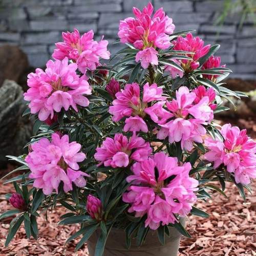 Rostliny - Pěnišník 'Graziella' výška 25/30cm, 3 litry