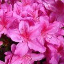 Rostliny - Pěnišník tupý 'BloomChampion Fuchsia' květináč 3 litry, výška 25/30cm, keř