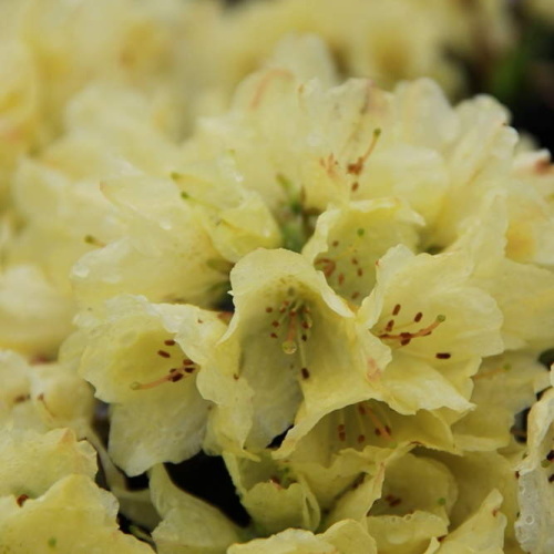 Rostliny - Pěnišník 'Wren' 1,5 litru