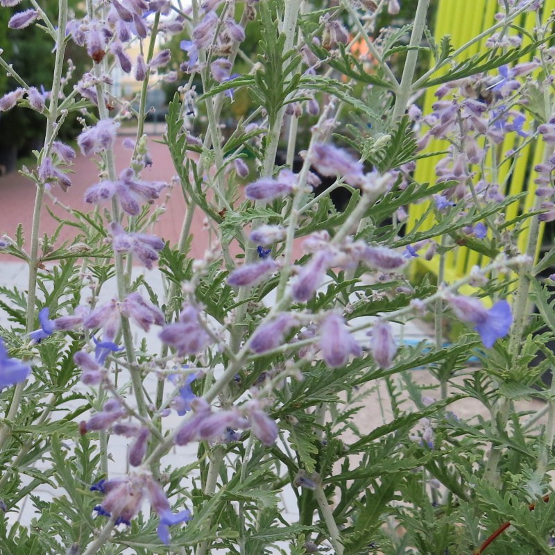 Rostliny - Perovskie lebedolistá 'Blue Spire' květináč 9 litrů, výška 40/60cm, keř