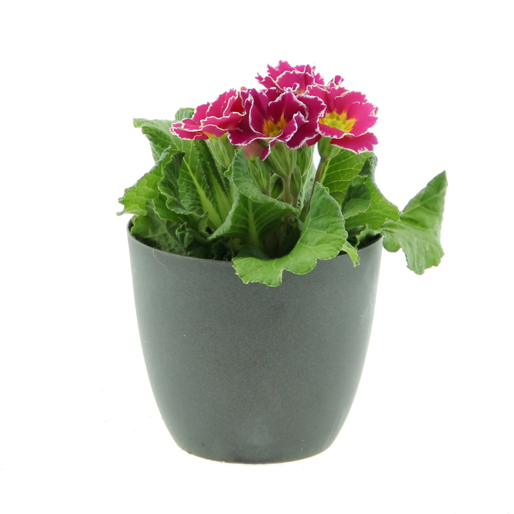 Petrklíč EXTRA květináč 11cm-0