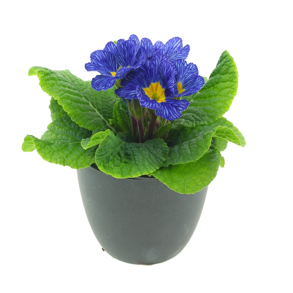 Rostliny - Petrklíč Zebra Blue 11cm