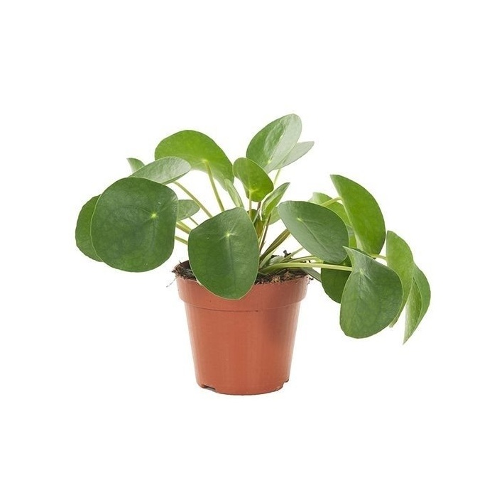 Pokojové rostliny okrasné listem - Pilea peřincová květináč 12cm