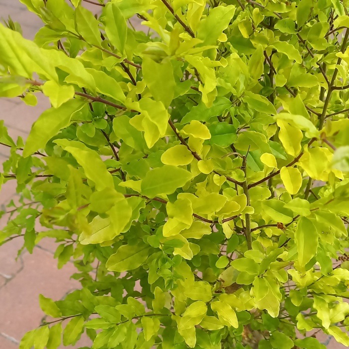 Rostliny - Ptačí zob vejčitolistý 'Lemon and Lime' výška 20/30cm, květináč 2,5 litru