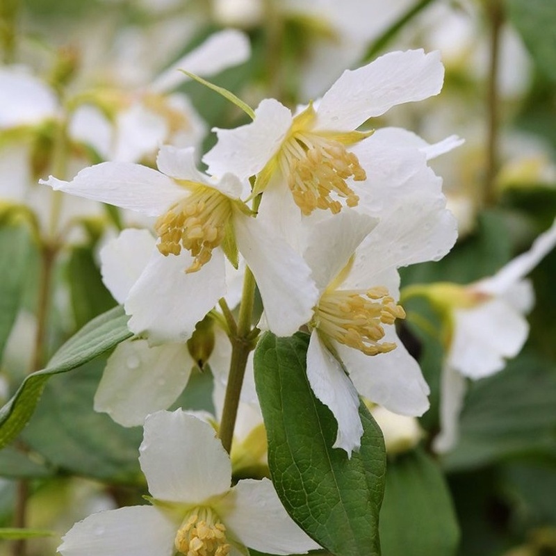 Rostliny - Pustoryl Erectus květináč 5 litrů