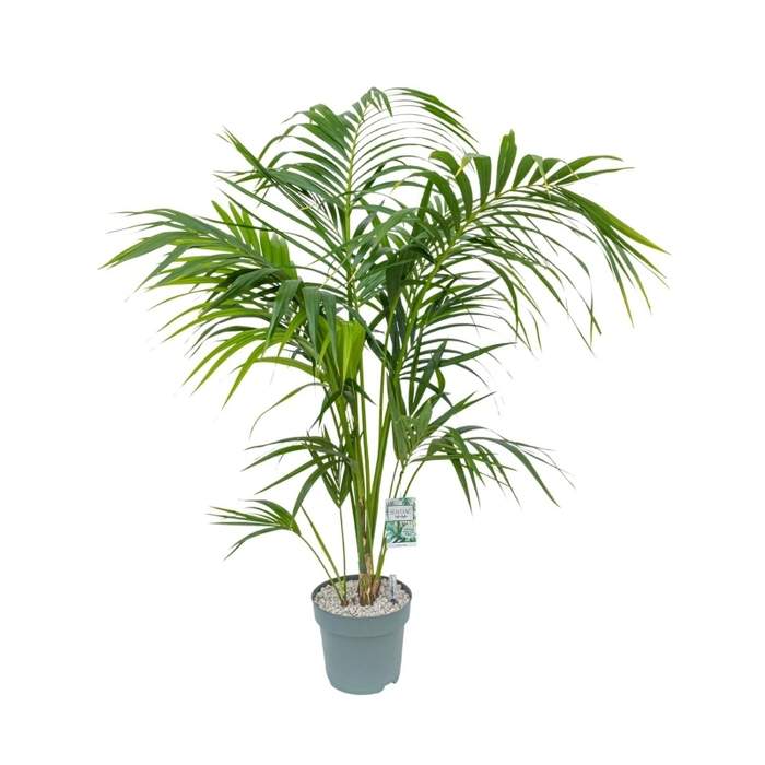 Ekologicky pěstované pokojové rostliny - Rajská palma hydroponický květináč 27cm