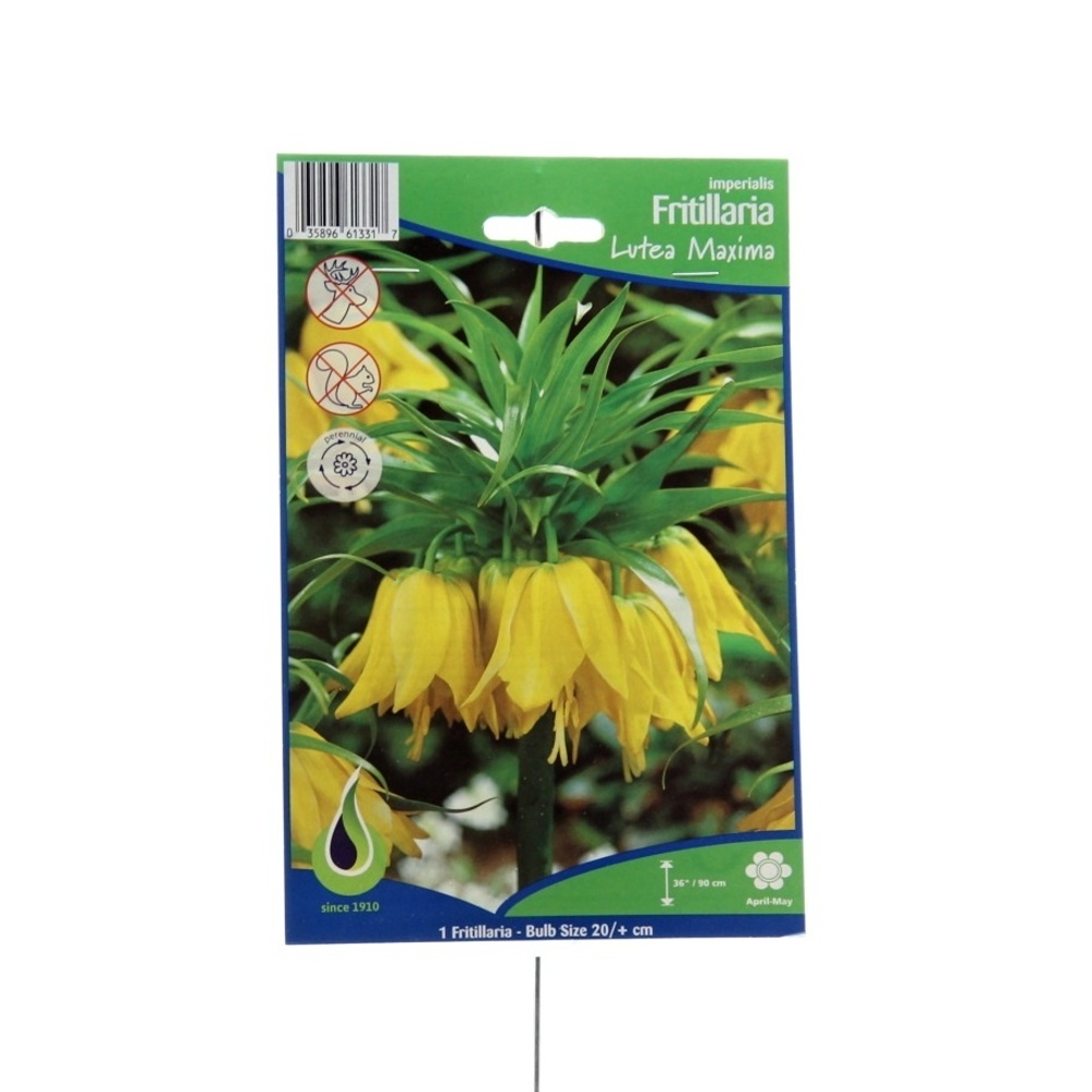 Rostliny - Řebčík královský Lutea 1ks