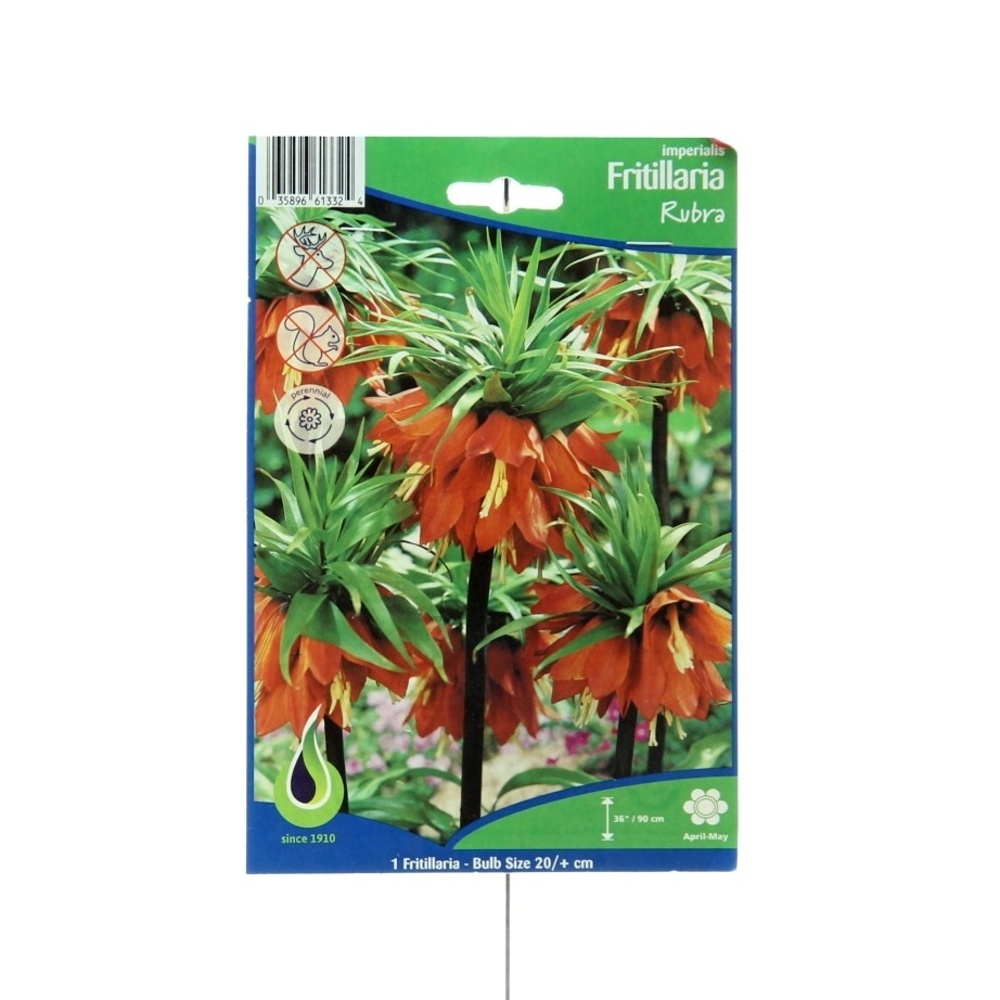 Rostliny - Řebčík královský Rubra 1ks