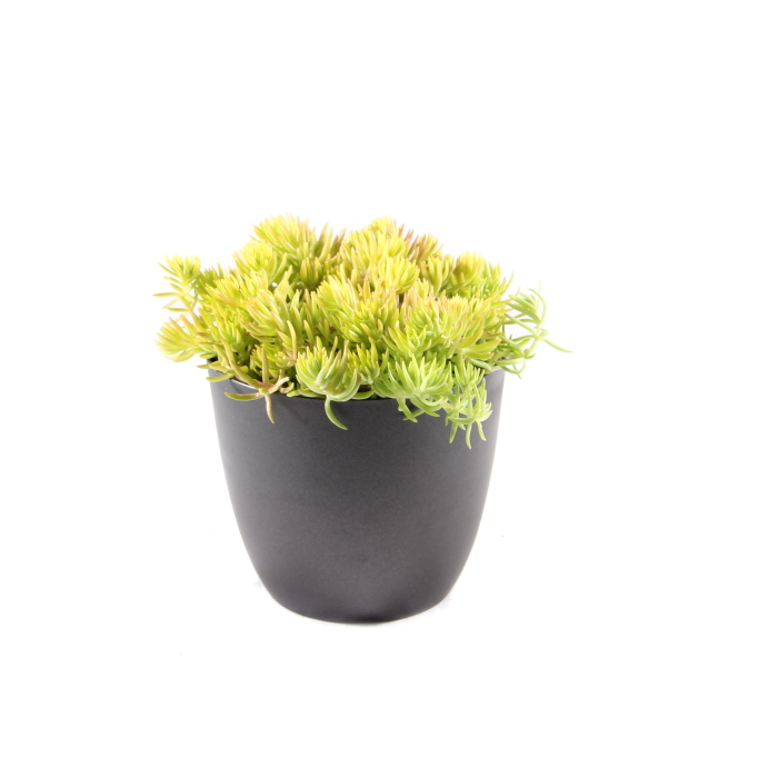 Podzimní rostliny - Rozchodník 'Lemon Ball' květináč 12cm
