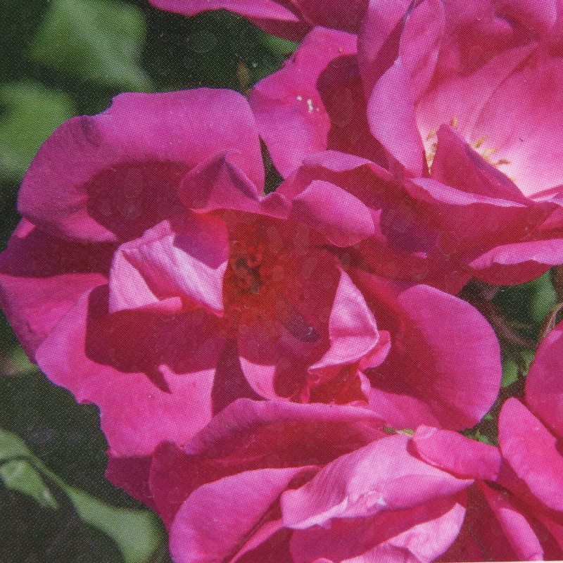 Rostliny - Růže 'Knock Out' 3 litry