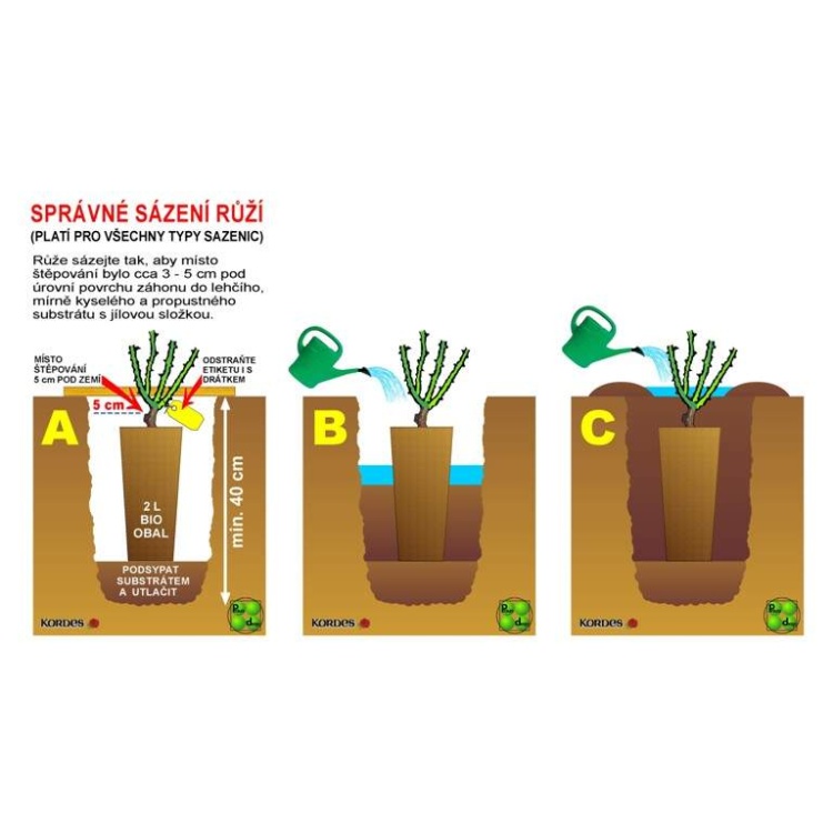 Růže Kordes Aprikola 2 litry-1