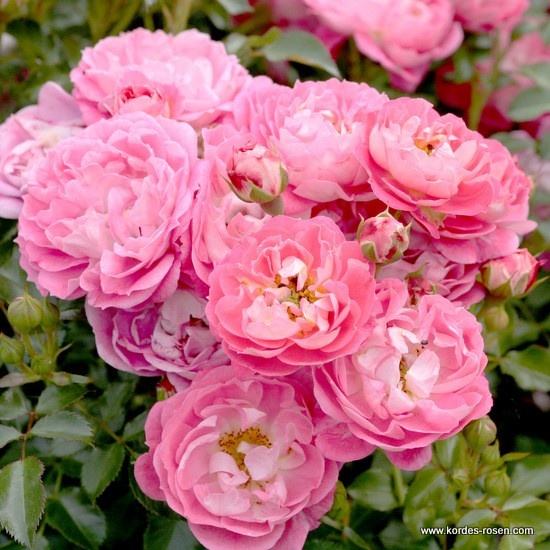 Rostliny - Růže Kordes 'Charmant' 2 litry