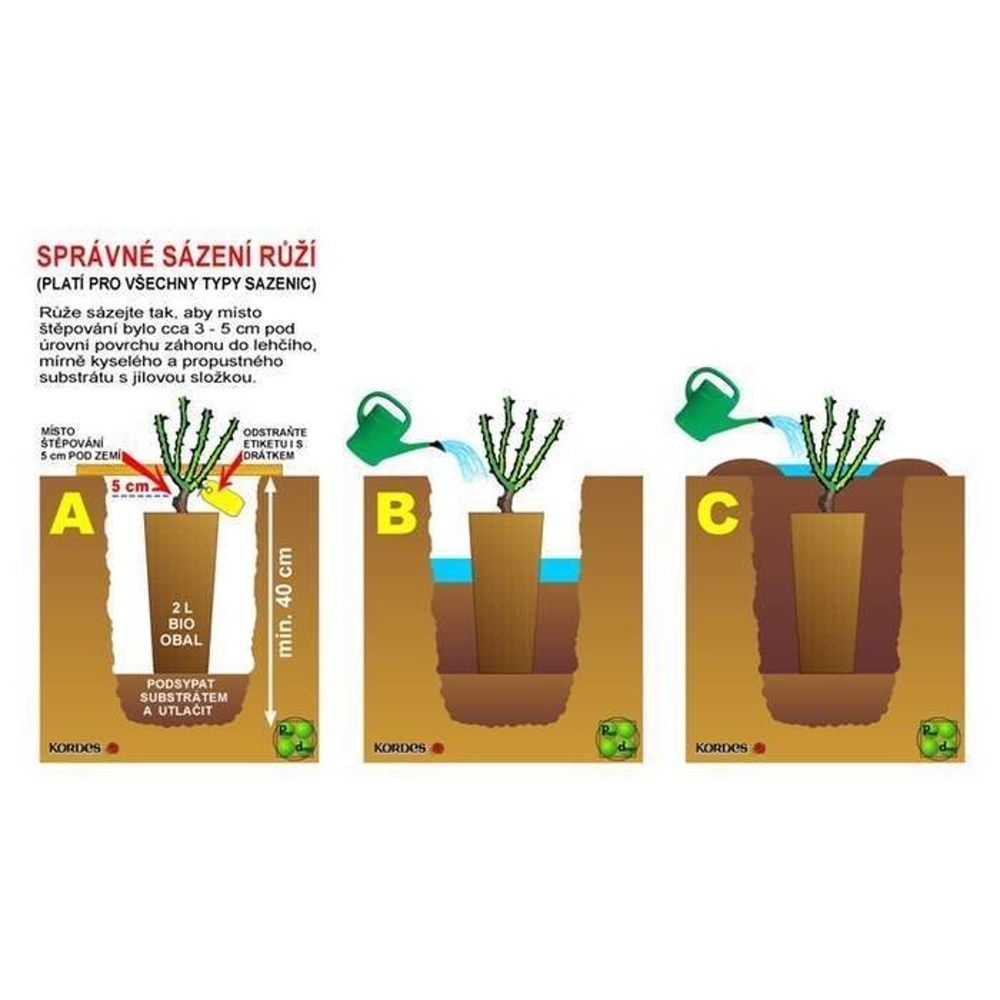 Růže Kordes Dekora 2 litry-2